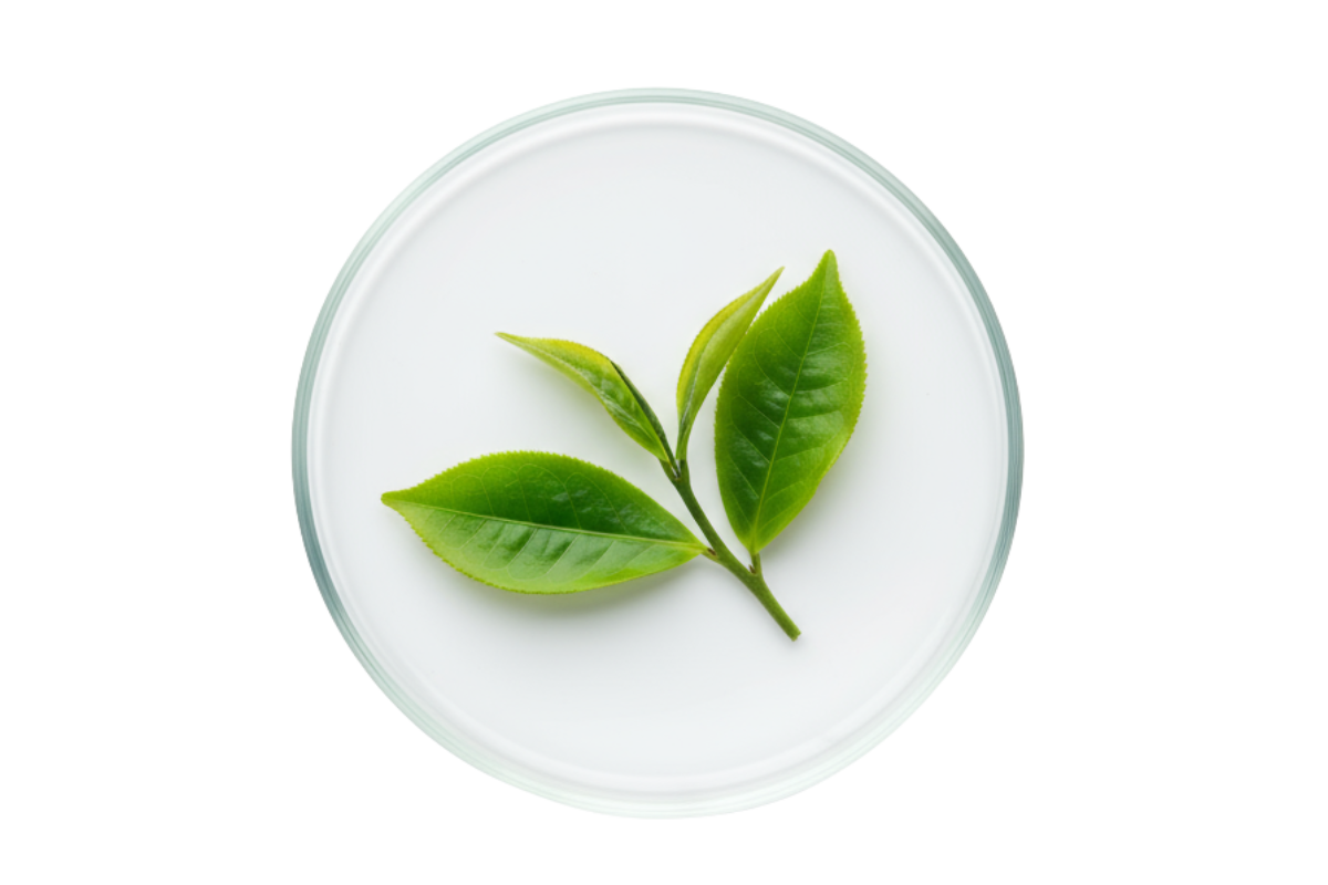 complément alimentaire pour baisser le cortisol : l théanine Image