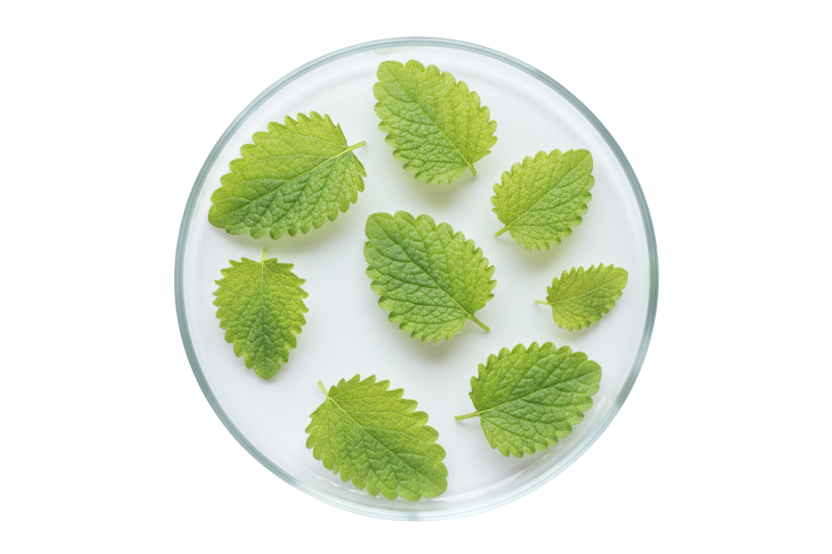 complément alimentaire pour baisser le cortisol : mélisse Image